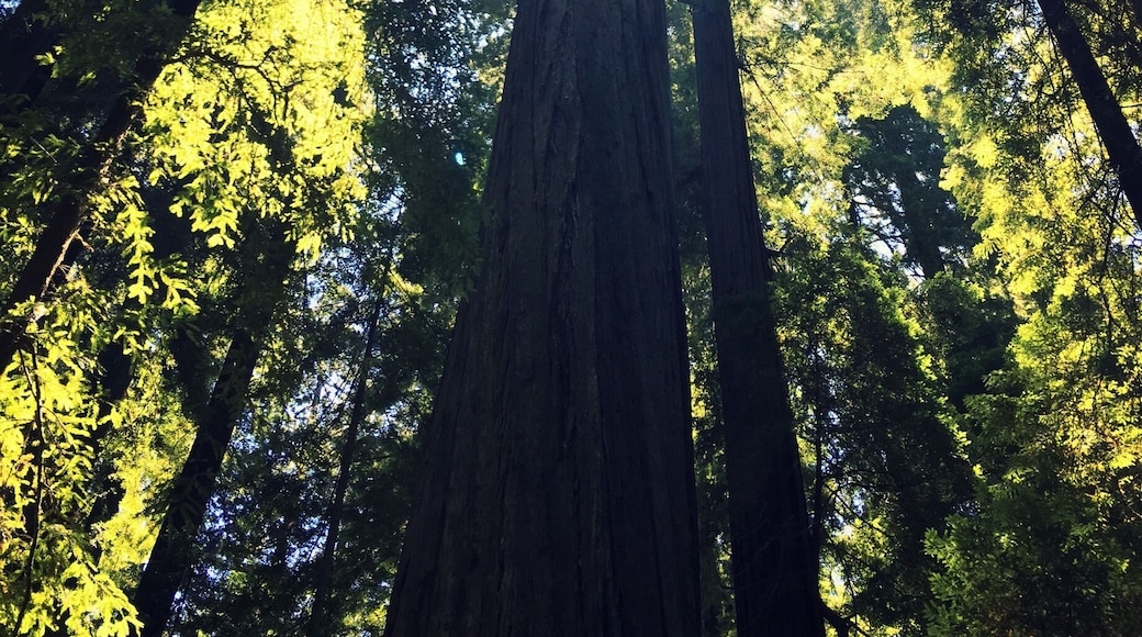 Founders tree in founders grove near Weott, California was named after the founders of Save the Redwood League.