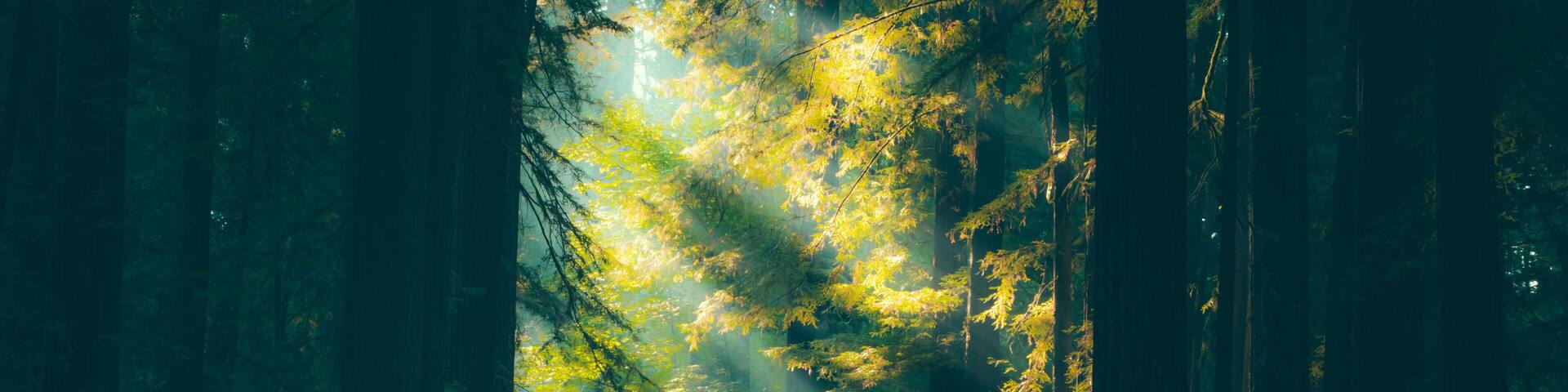 Avenue of the Giants 1