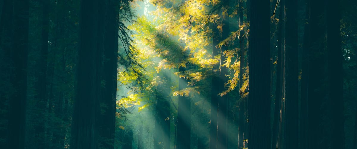 A forest road with sunlight filtering through the trees.