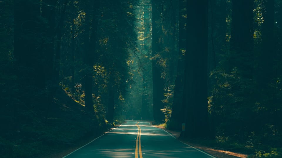 A road through a dense forest with tall trees and sunlight filtering through.
