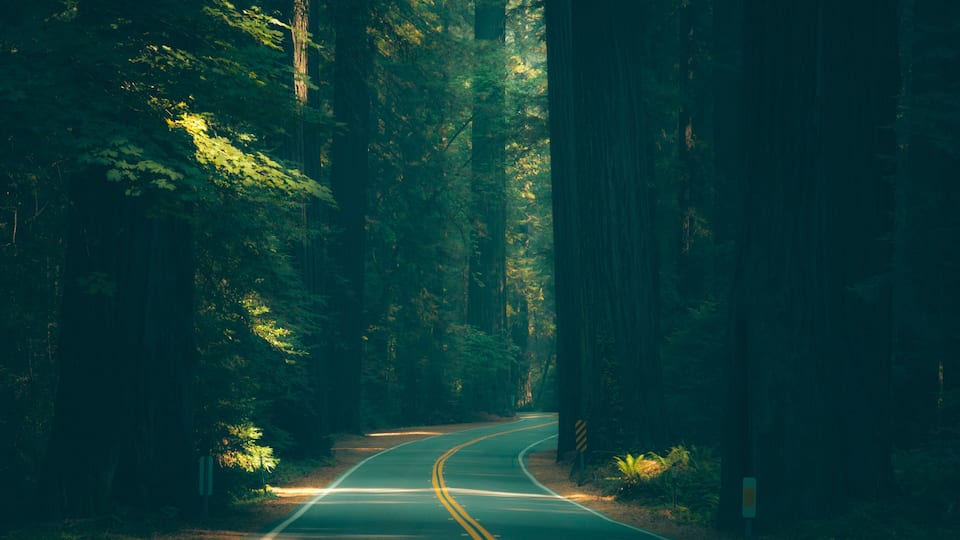 A winding road through a dense forest with tall trees and a clear road.
