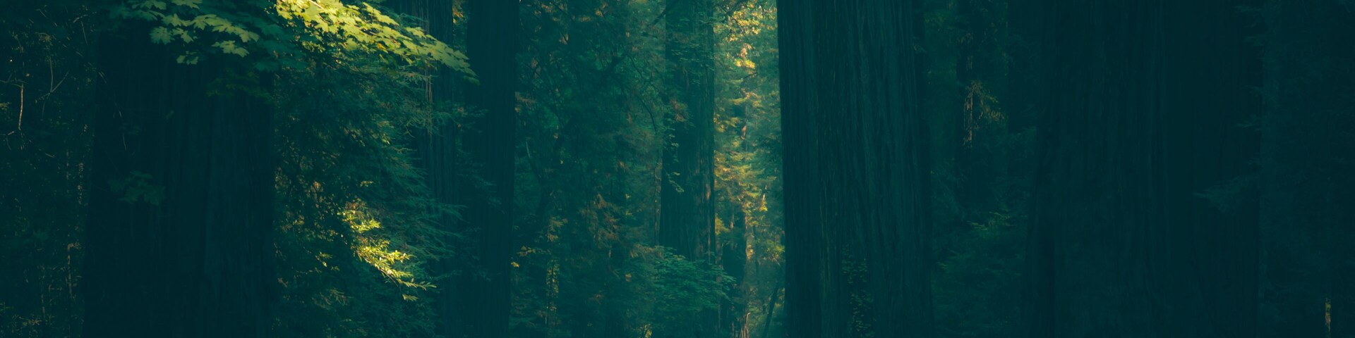 Avenue of the Giants 2