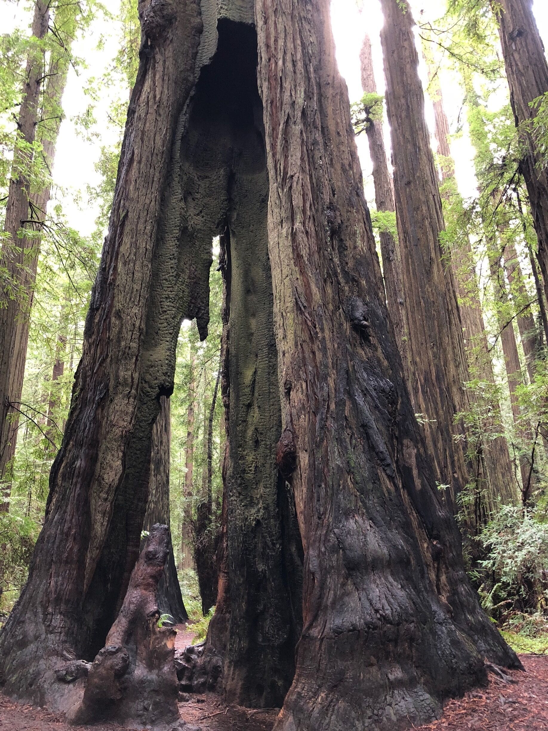 A large tree with a hollow trunk in a forest.