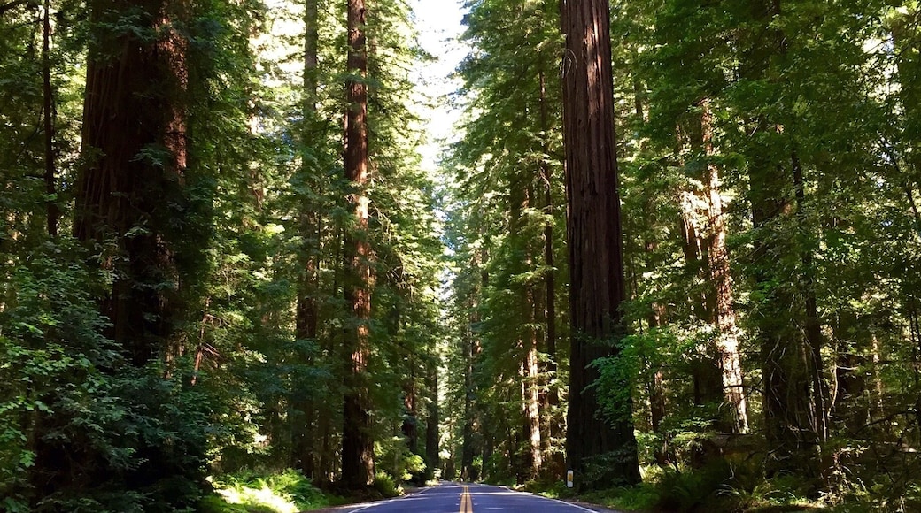 When passing through Humboldt Redwoods State Park in California, be sure to branch off Highway 101 and cruise along Highway 254. This corridor is better known as the Avenue of the Giants, notable for the Coast Redwoods that overshadow the road.
#lifeatexpedia
#roadtrip
#nature
#california