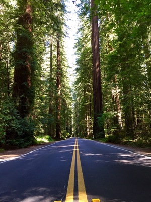 When passing through Humboldt Redwoods State Park in California, be sure to branch off Highway 101 and cruise along Highway 254. This corridor is better known as the Avenue of the Giants, notable for the Coast Redwoods that overshadow the road.
#lifeatexpedia
#roadtrip
#nature
#california