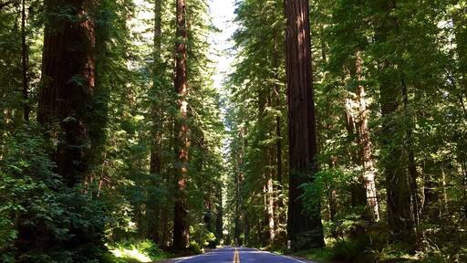 When passing through Humboldt Redwoods State Park in California, be sure to branch off Highway 101 and cruise along Highway 254. This corridor is better known as the Avenue of the Giants, notable for the Coast Redwoods that overshadow the road.
#lifeatexpedia
#roadtrip
#nature
#california