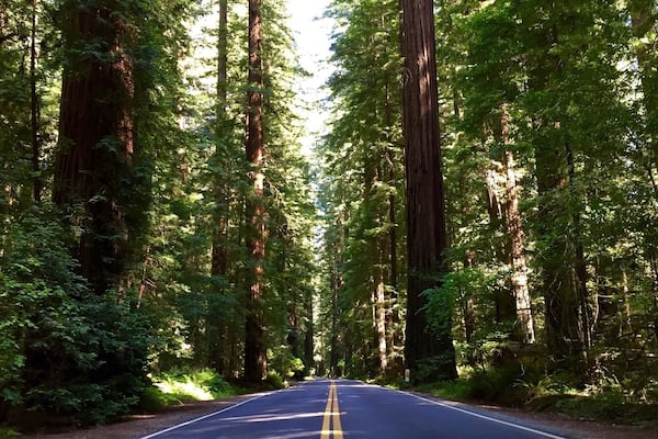 When passing through Humboldt Redwoods State Park in California, be sure to branch off Highway 101 and cruise along Highway 254. This corridor is better known as the Avenue of the Giants, notable for the Coast Redwoods that overshadow the road.
#lifeatexpedia
#roadtrip
#nature
#california