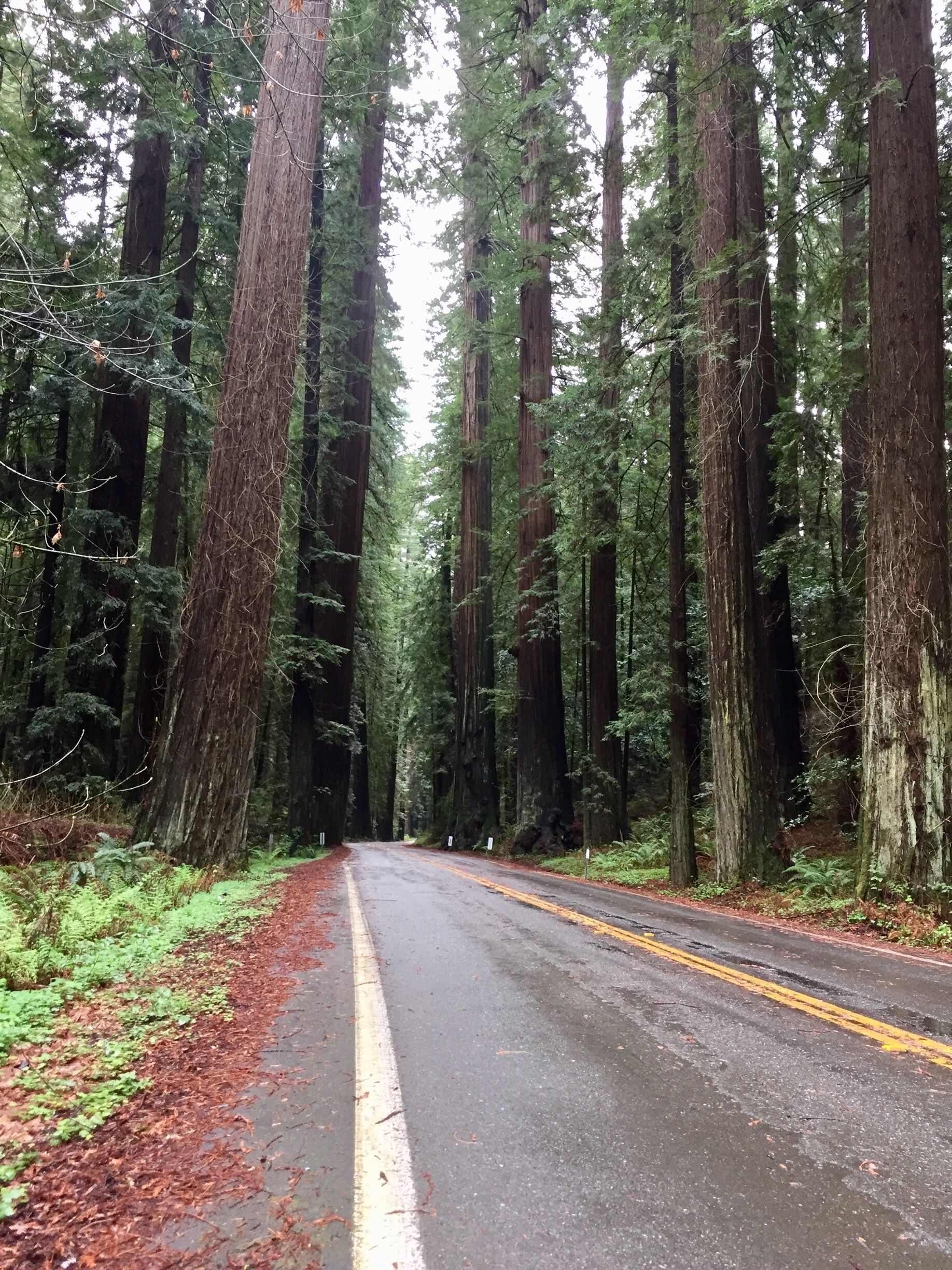 At 32 miles in length the Avenue of the Giants roadway is one of our countries most scenic. #Parks. 