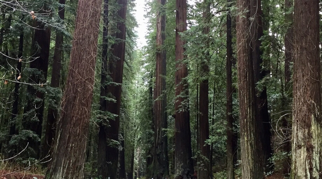 At 32 miles in length the Avenue of the Giants roadway is one of our countries most scenic. #Parks.