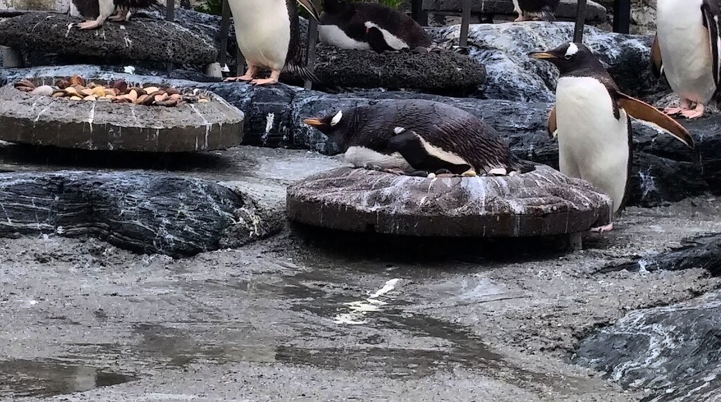#bergen #norway #penguin 🤗