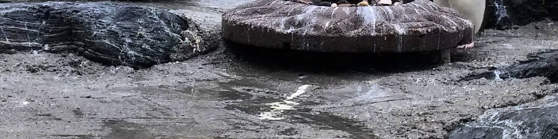 #bergen #norway #penguin 🤗