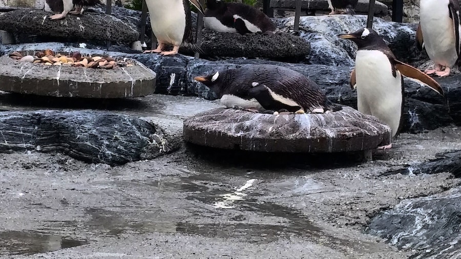 #bergen #norway #penguin 🤗
