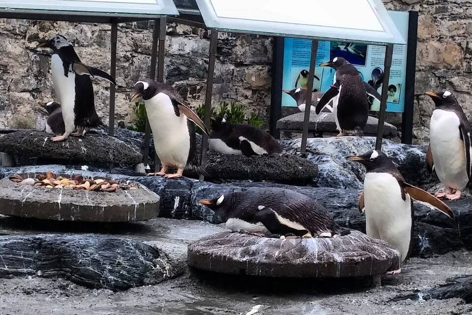 Pinguins em rochas com um muro de pedra e placas informativas ao fundo.