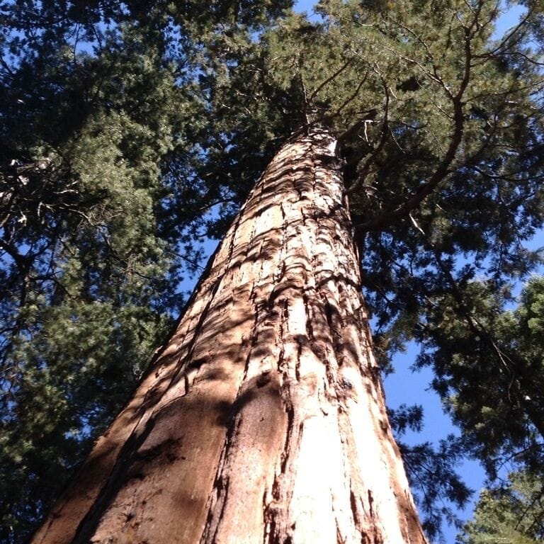 ❤🌲🌲🌲👭🚘🇺🇸