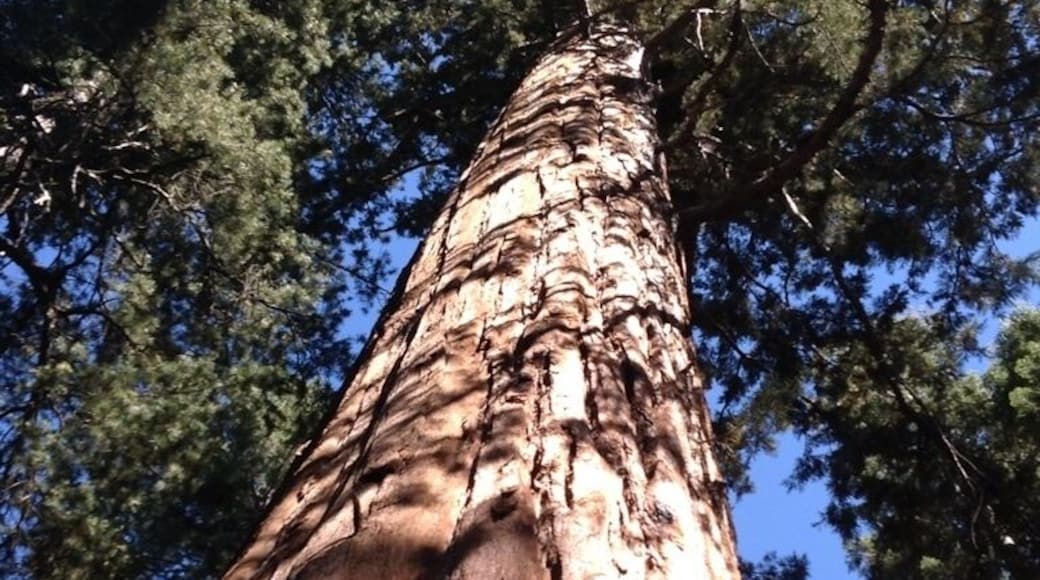 ❤🌲🌲🌲👭🚘🇺🇸