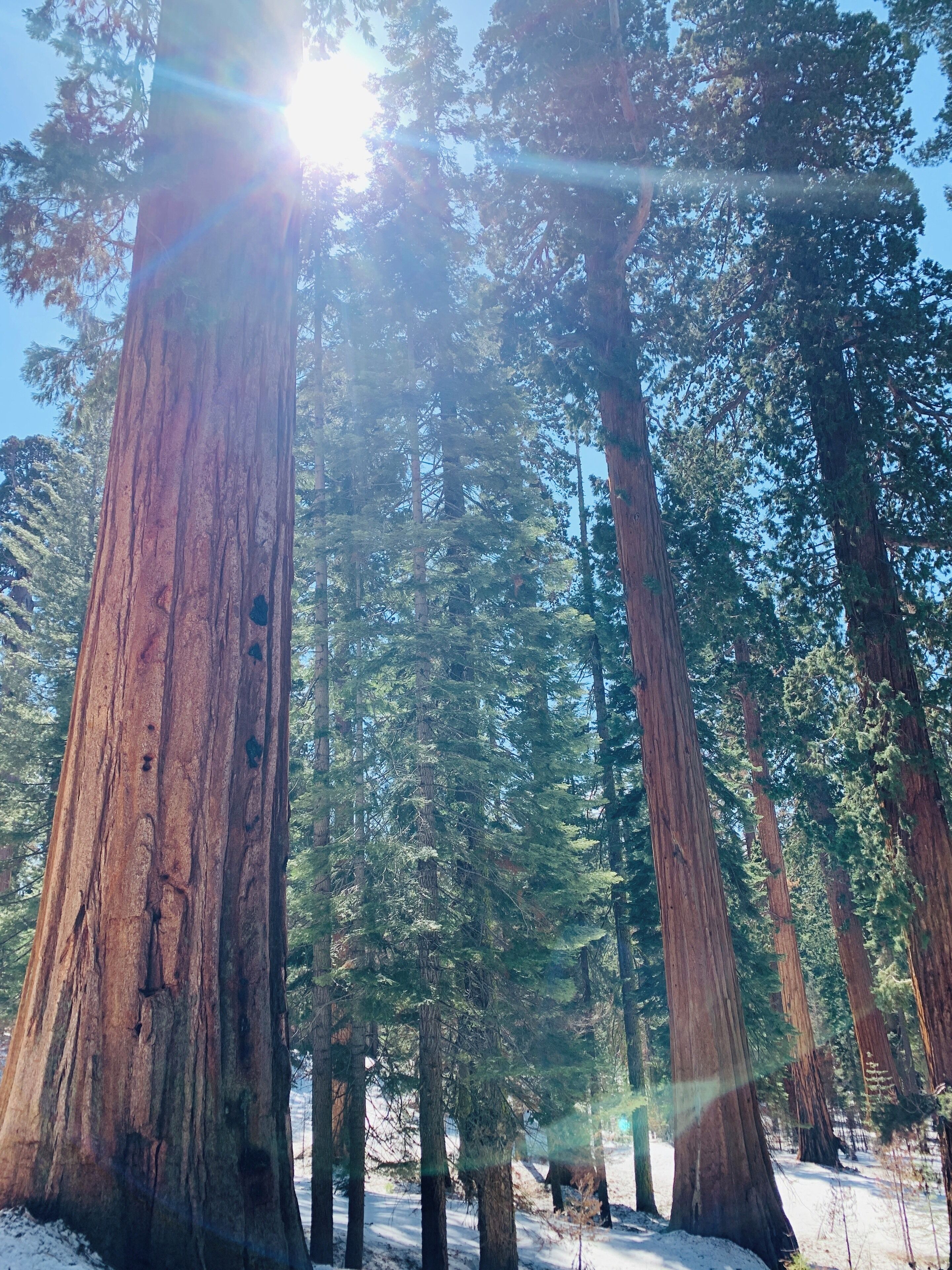 Tall redwood trees in a forest with sunlight filtering through the branches.