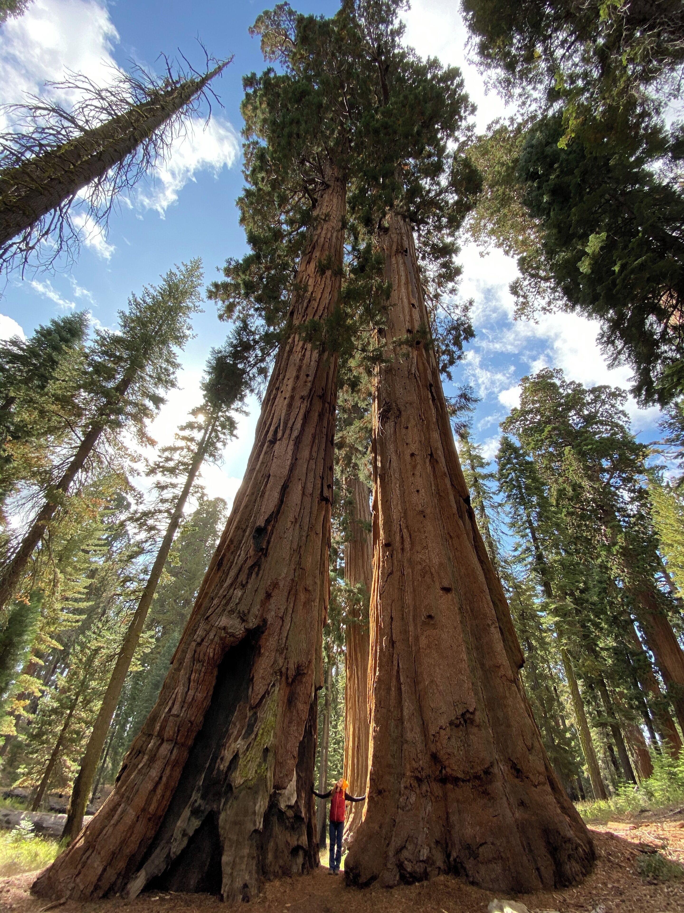 Feeling tiny among the giants #sequoias #yosemite #california #trovember