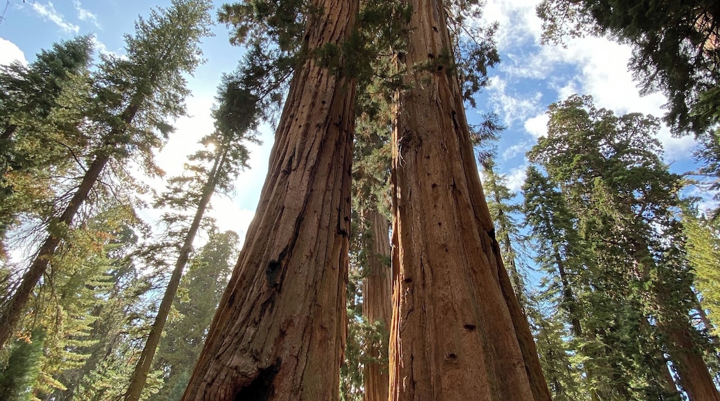 Feeling tiny among the giants #sequoias #yosemite #california #trovember