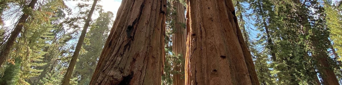 Feeling tiny among the giants #sequoias #yosemite #california #trovember
