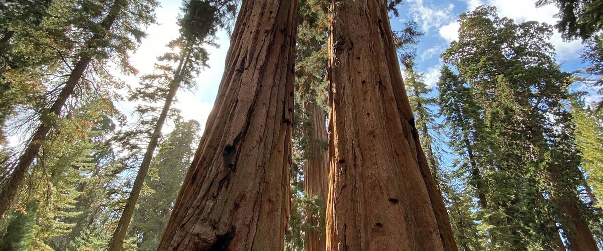 Feeling tiny among the giants #sequoias #yosemite #california #trovember