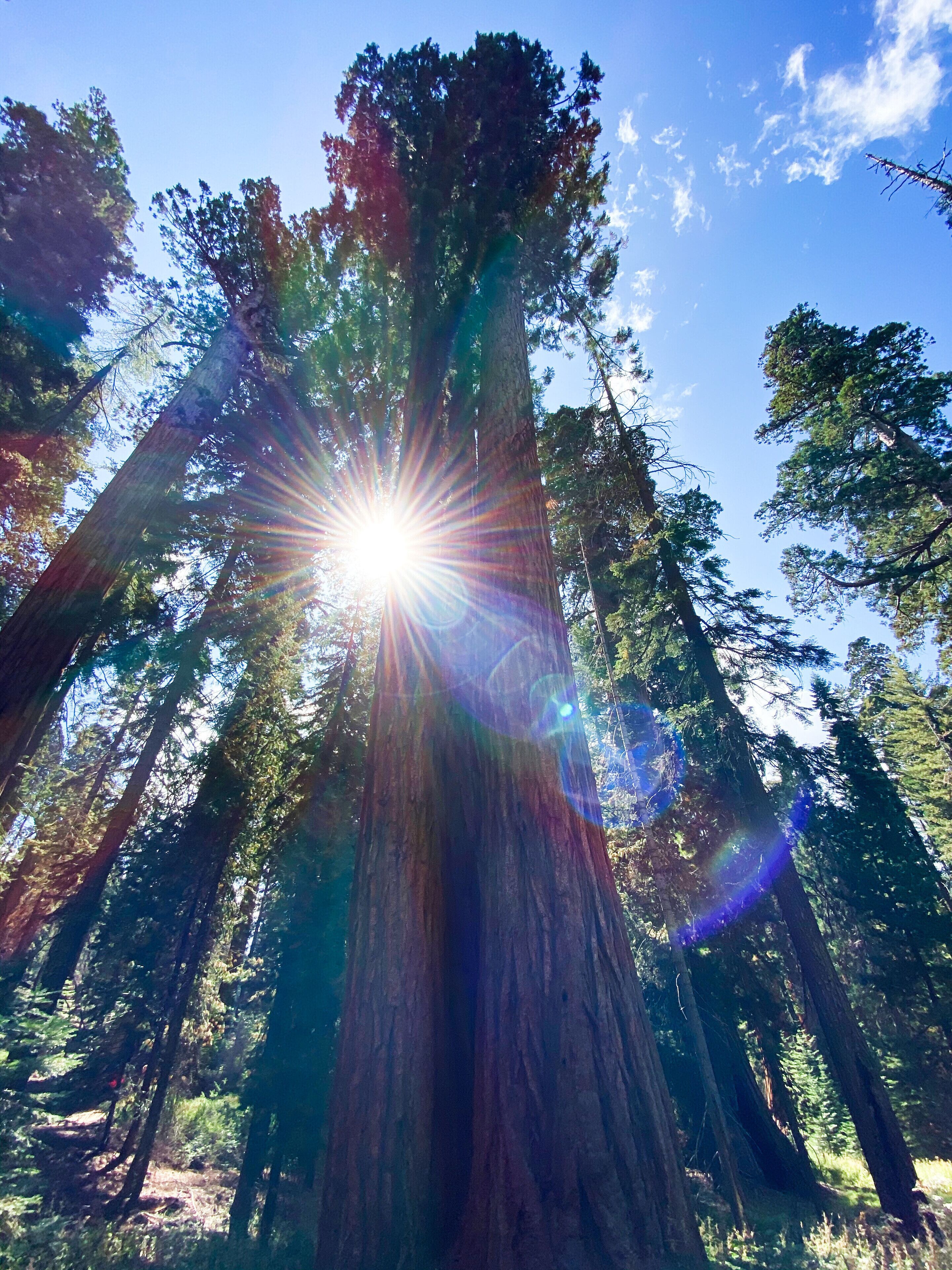 We had the forest to ourselves in this Sequoia Grove and it felt as close to magic and there exists. #sequoias #yosemite #california