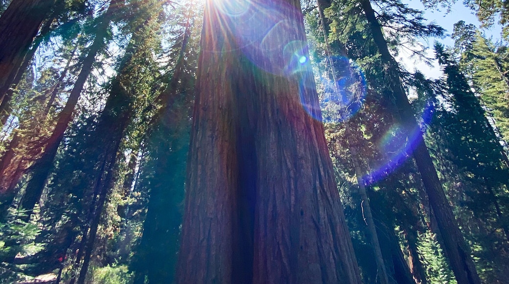 We had the forest to ourselves in this Sequoia Grove and it felt as close to magic and there exists. #sequoias #yosemite #california