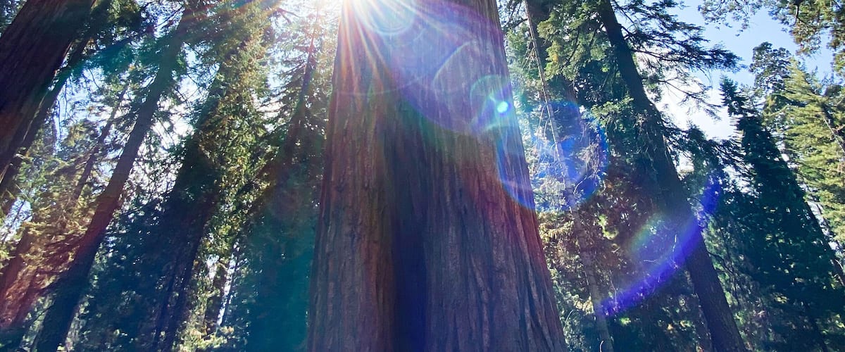 We had the forest to ourselves in this Sequoia Grove and it felt as close to magic and there exists. #sequoias #yosemite #california