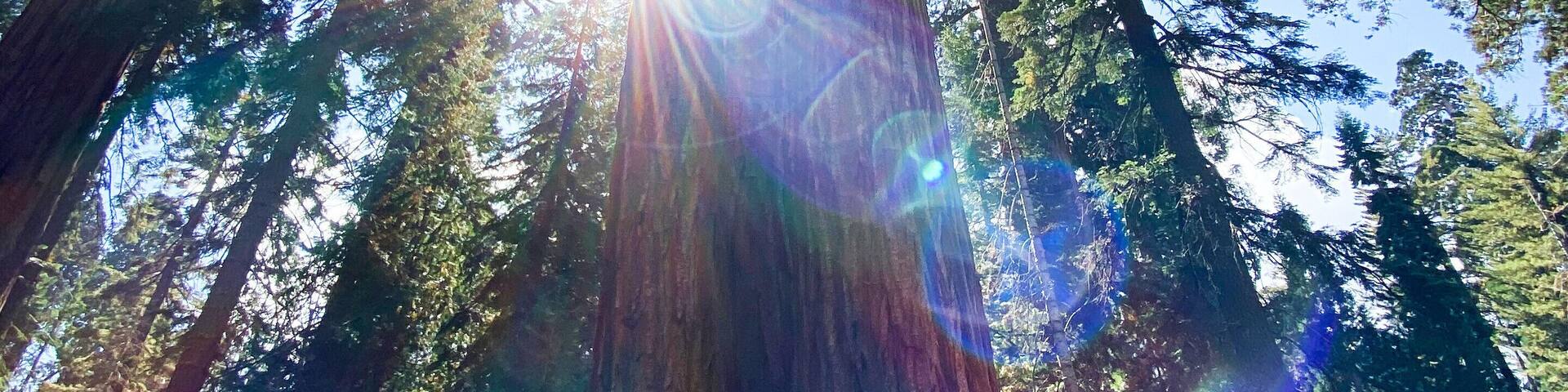 Un grand arbre dont les feuilles laissent filtrer la lumière du soleil.