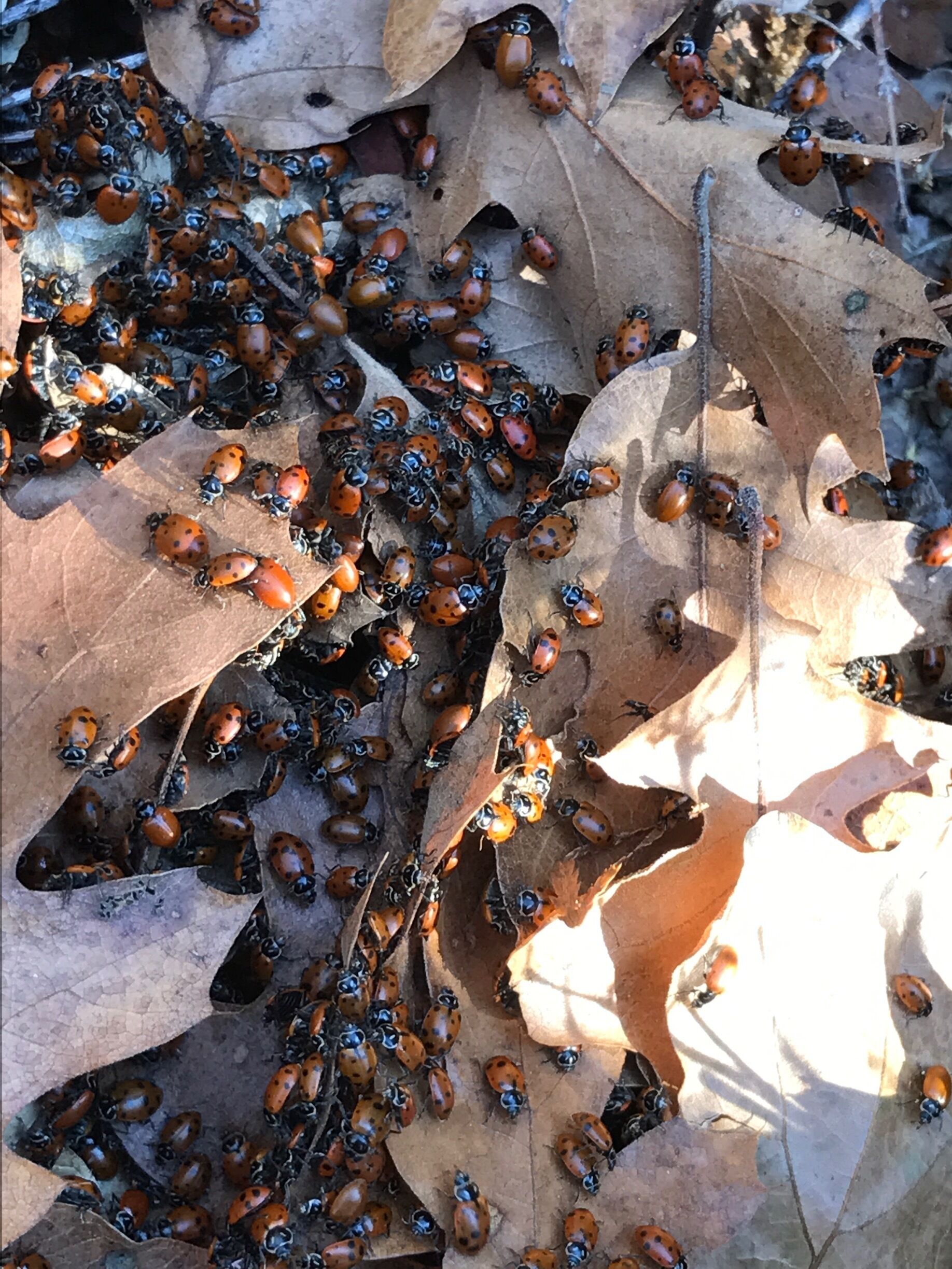 Stumbled upon these guys while hiking around trails in Fish Camp, CA