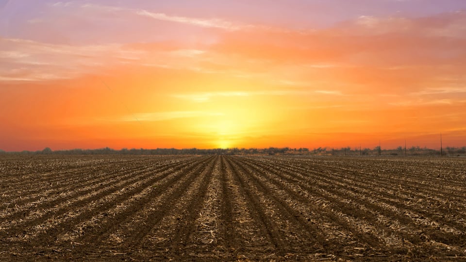 A vast agricultural field with rows of crops under a sunset sky.