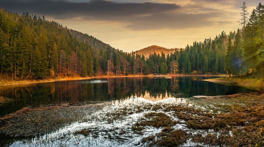 panorama of crystal clear lake near the pine forest in mountains at sunset