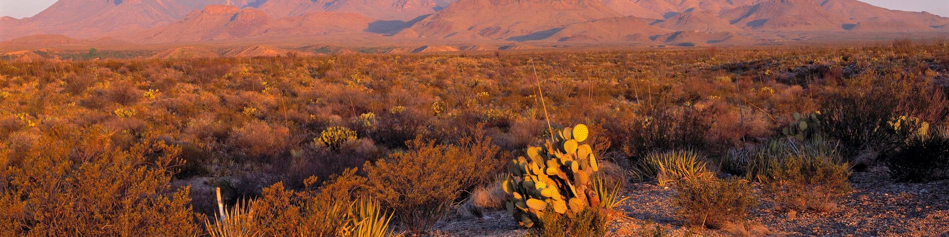 USA, Texas, Big Bend NP. Sunrise brings a rosy hue to the shapes and textures of the Chisos Mountains, in Big Bend National Park, Texas.
