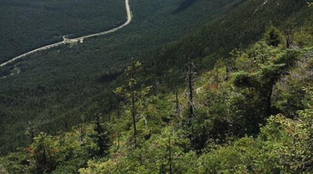 We took the cable car up to the top of thr mountain and found this little look out spot through the trees.