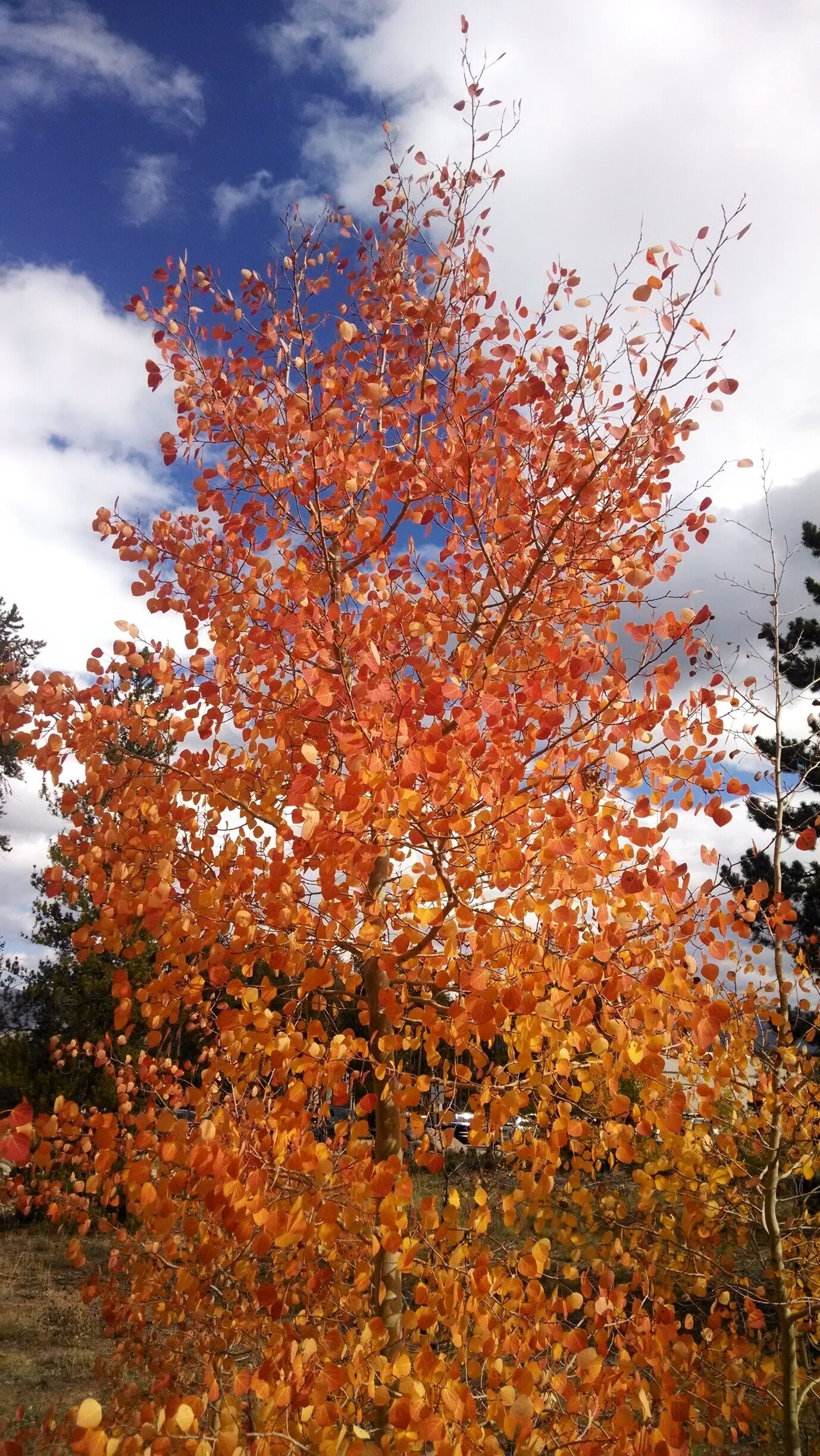 It's always nice to enjoy the Colorado Rockies when the leaves are changing in the fall, typically near the end of September. And you can choose to do it by car, bike, or on foot.