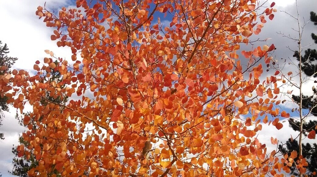 It's always nice to enjoy the Colorado Rockies when the leaves are changing in the fall, typically near the end of September. And you can choose to do it by car, bike, or on foot.