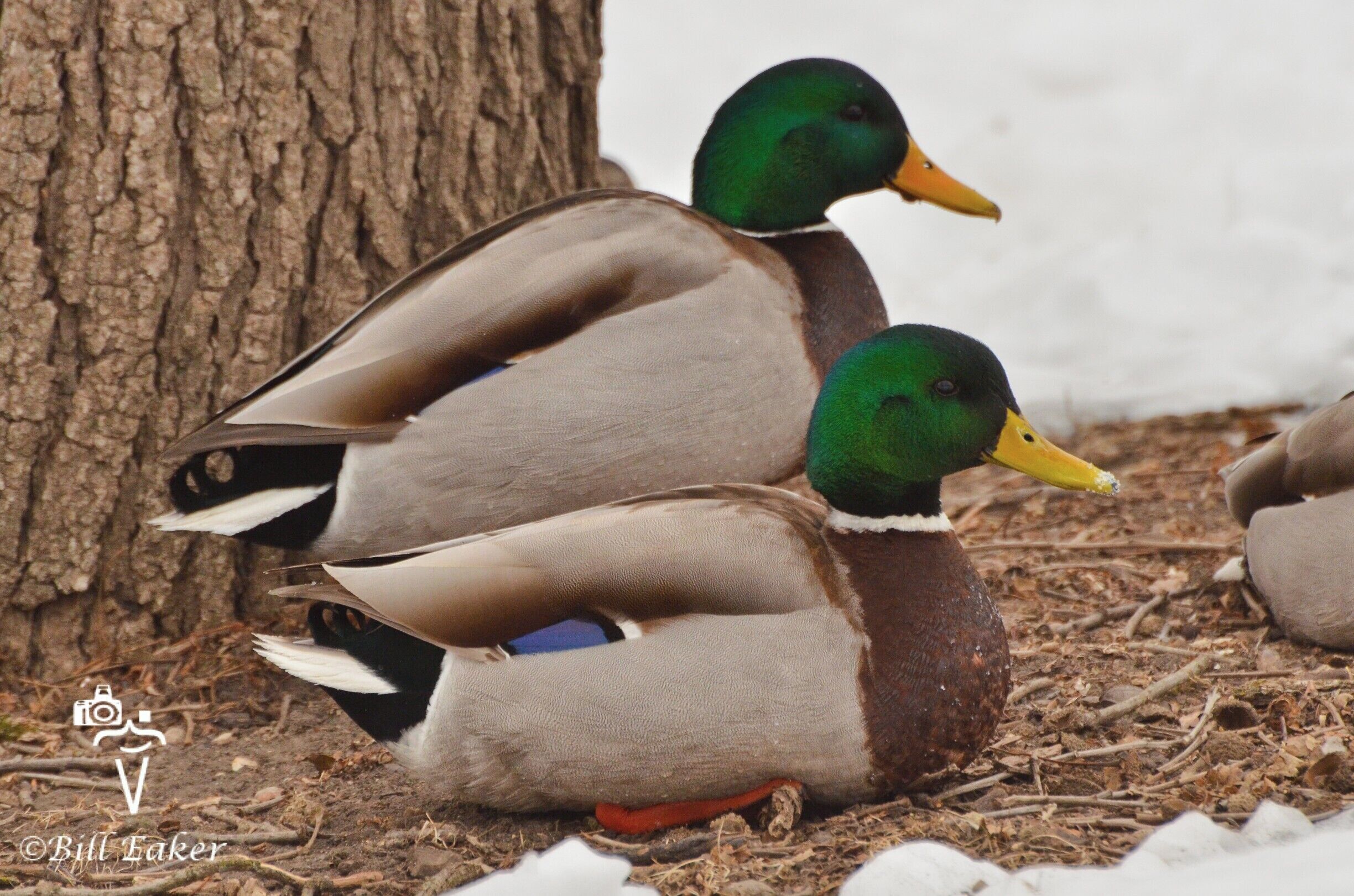 Mallard ducks were hanging out along the Fox River at the Fabyan Forest Preserve.