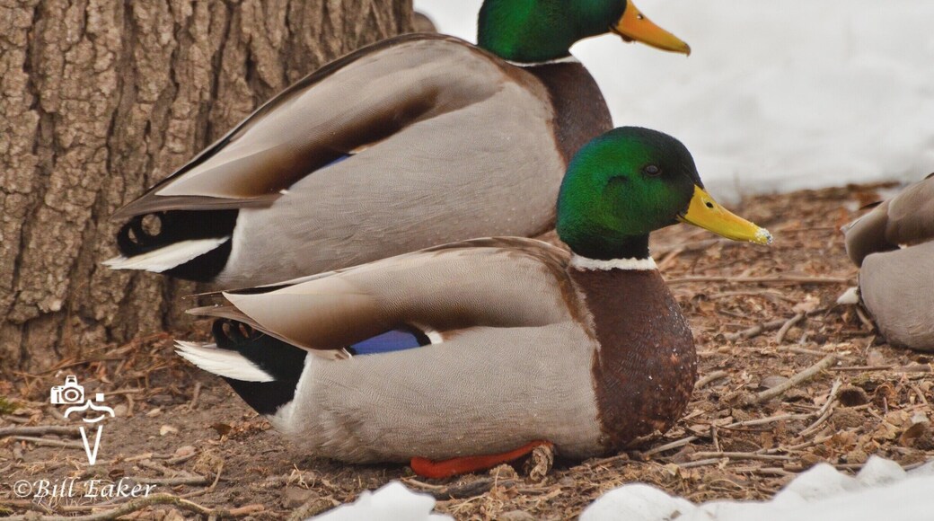 Mallard ducks were hanging out along the Fox River at the Fabyan Forest Preserve.