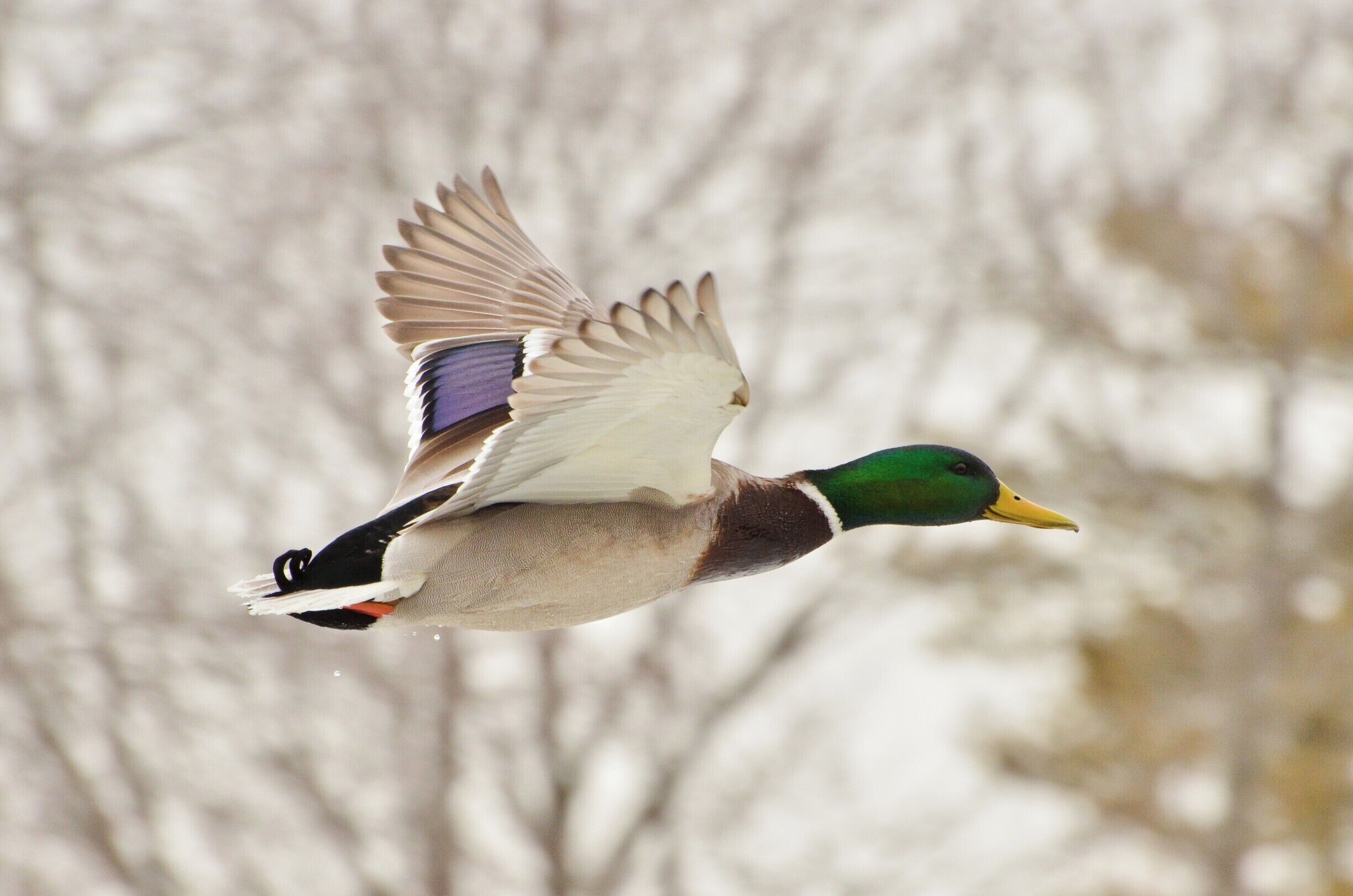 Last Mallard photo:)