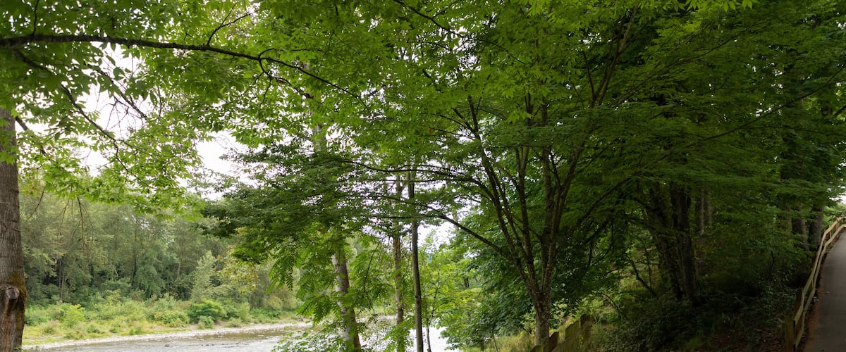 A riverbank with a wooden fence, a concrete path, and dense green foliage.