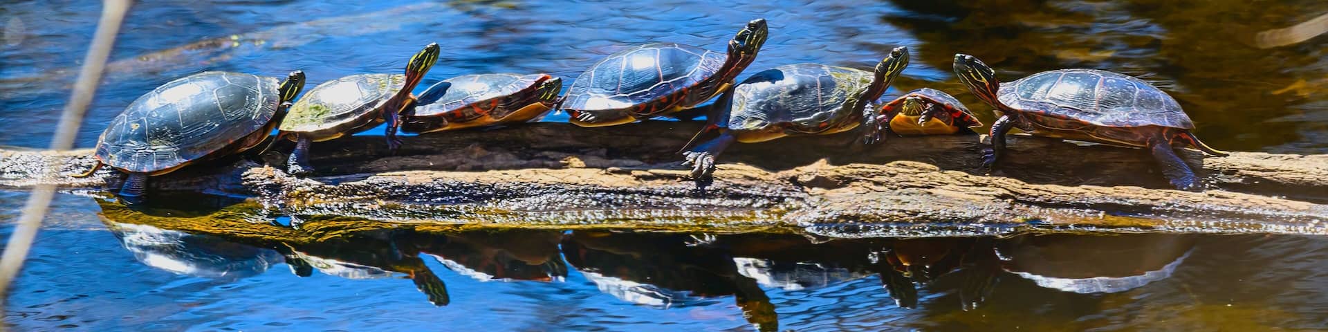 Row of Many Painted Turtles on a Log Sunning at Seven Lakes State Park, near Holly, Michigan.