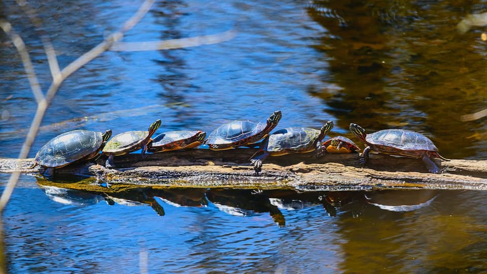 Row of Many Painted Turtles on a Log Sunning at Seven Lakes State Park, near Holly, Michigan.