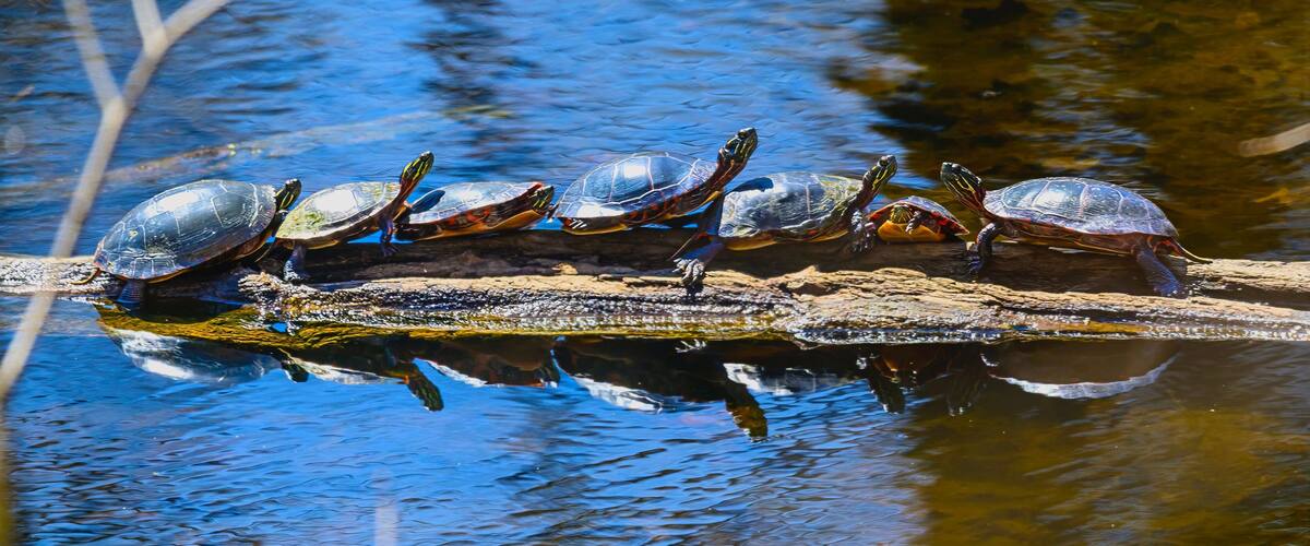 A group of turtles on a log in a body of water.
