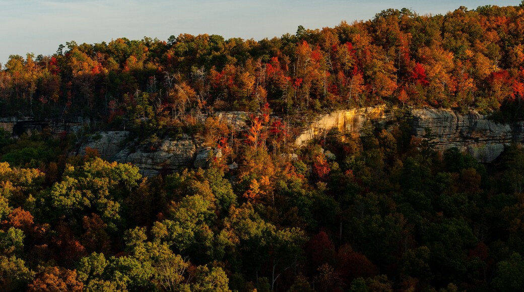 Red River Gorge Cliffs + Fall / Autumn Color Trees - Daniel Boone National Forest - Kentucky