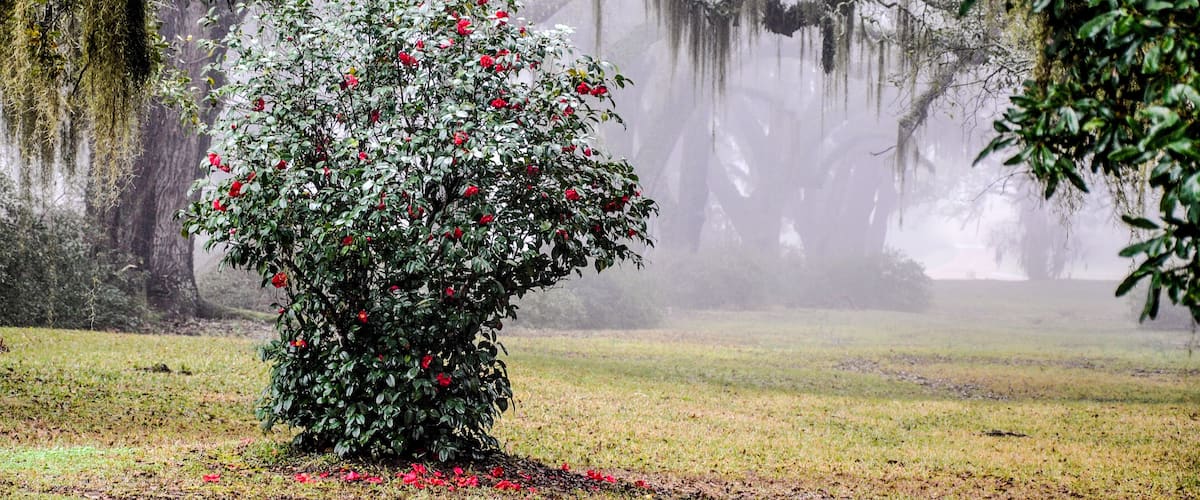 A rose bush with red flowers in a misty forest.