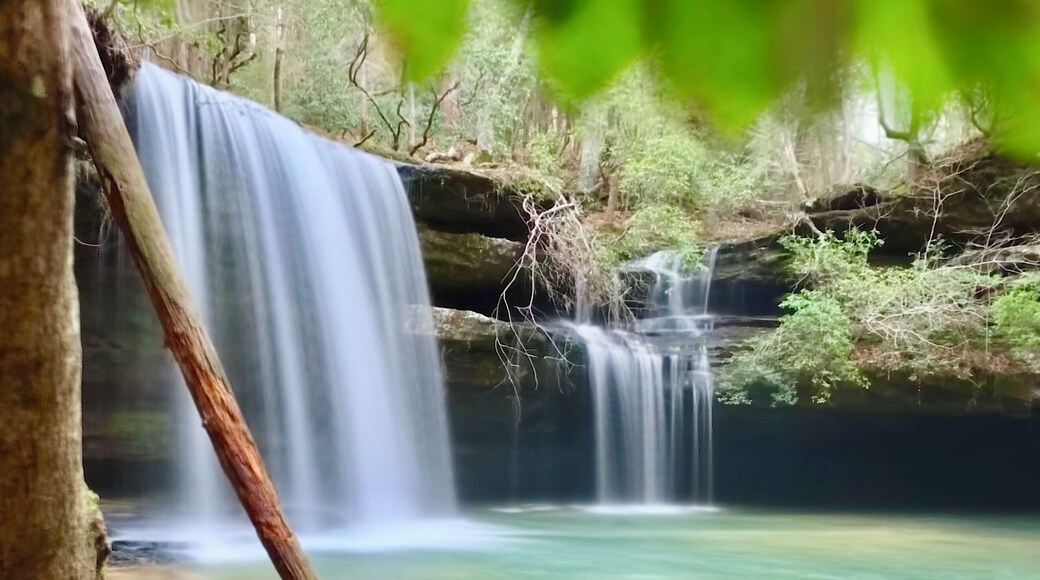 Caney Creek Falls- Stopped by this favorite falls on my way back from visiting my daughter at college and found out the area and beginning of the trail has recently been logged. Once you get passed the logging area it goes down to the beautiful canyon below. Still love this scene.