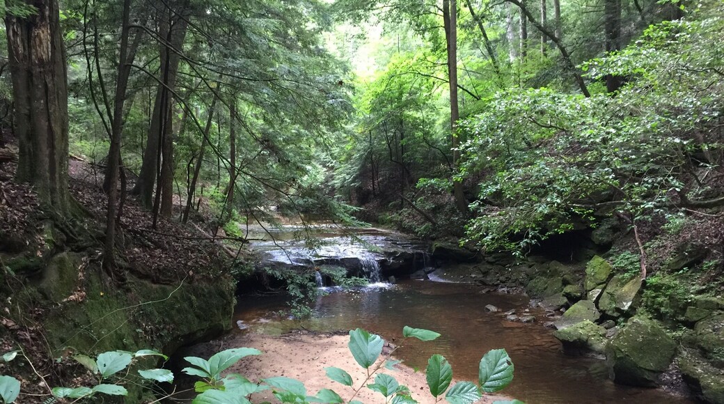 Visit Frugal Family Travelers blog to learn more about this great location, to receive the travel itinerary and to discover more great places like this:
Trail to Turkey Creek/Mize Mills Falls!
http://www.frugalfamilytravelers.blogspot.com/2015/07/national-forests-are-national-treasures.html?m=1
Follow us on:
Facebook: https://www.facebook.com/frugalfamilytravelers?ref=hl
Twitter: @FrugalFamTrav