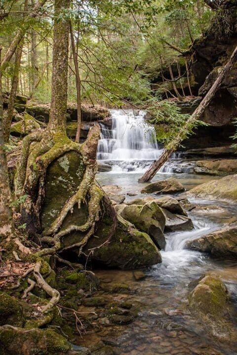 A forested area with a small waterfall and moss-covered rocks.