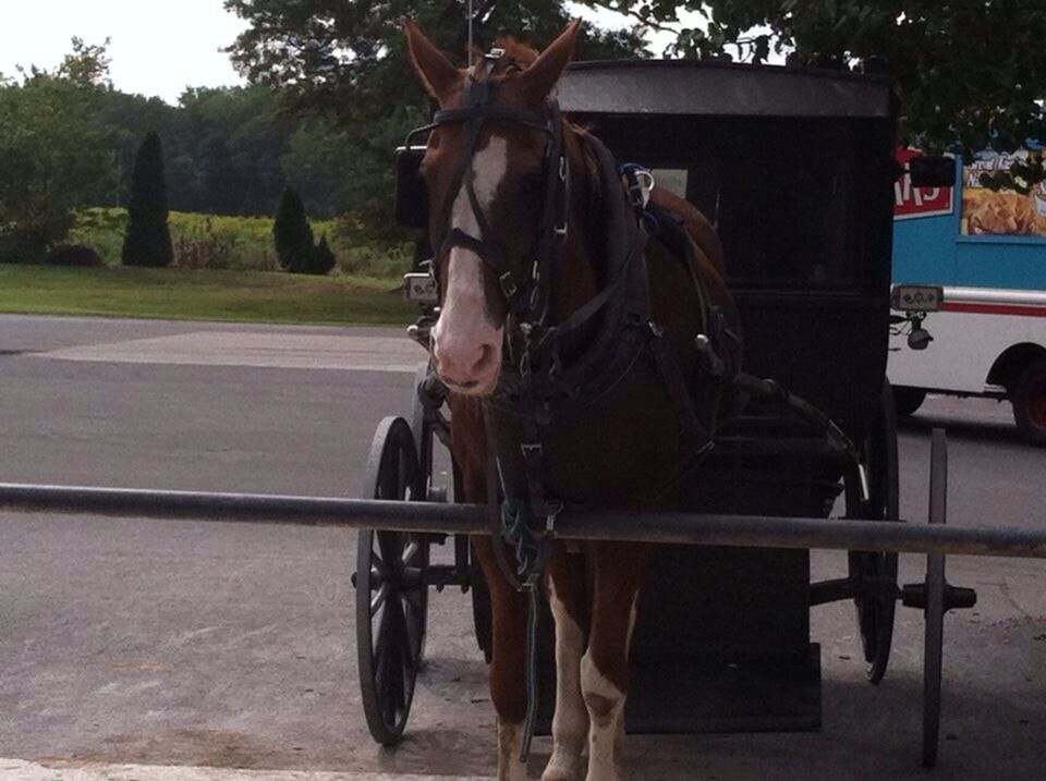 Amish horse and buggy