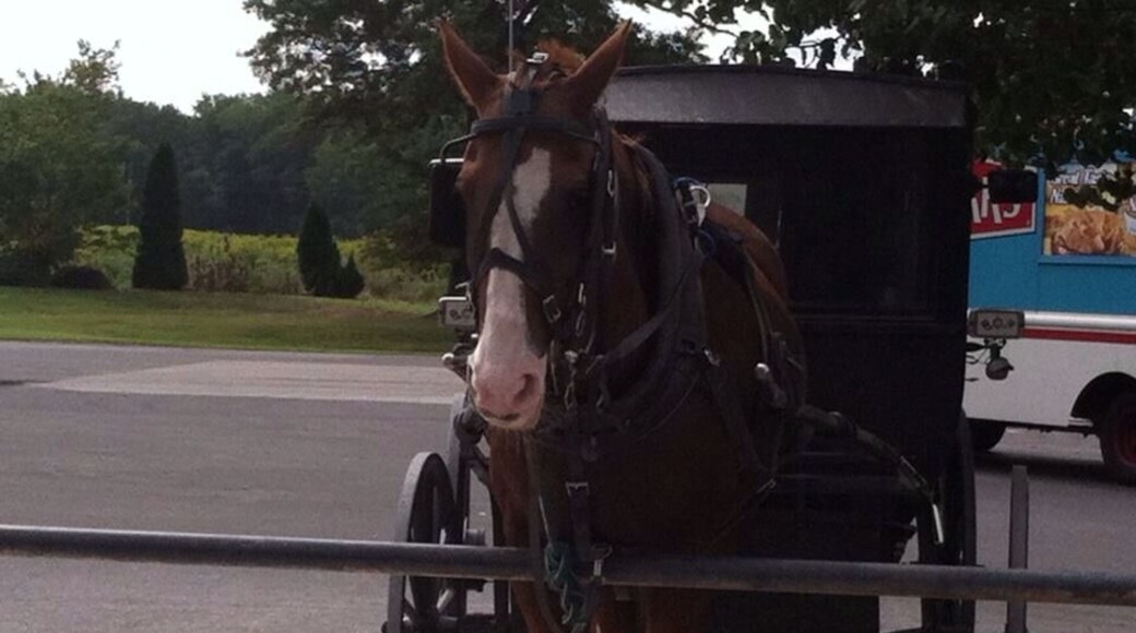 Amish horse and buggy