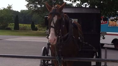 Amish horse and buggy